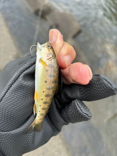ヤマメの釣果
