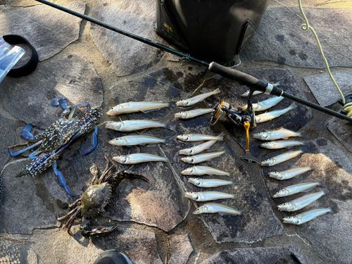 キスの釣果
