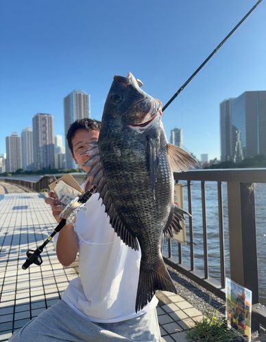 クロダイの釣果