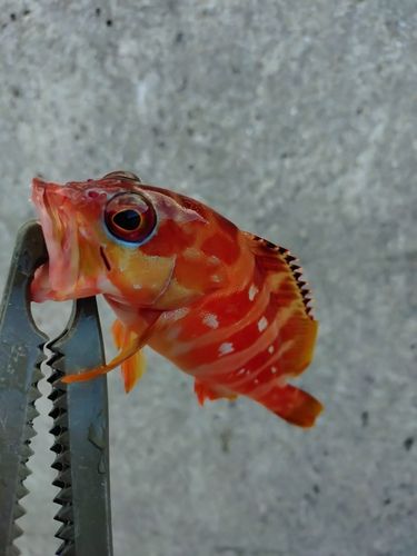 アカハタの釣果