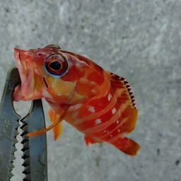 アカハタ