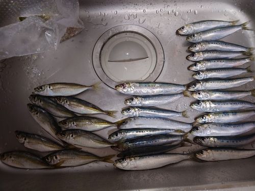 アジの釣果
