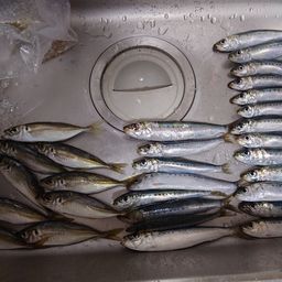 アジ