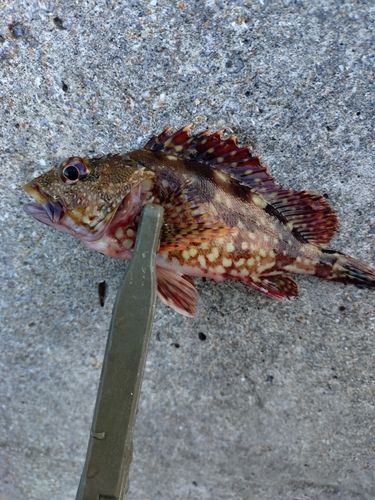 カサゴの釣果