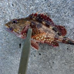 カサゴ