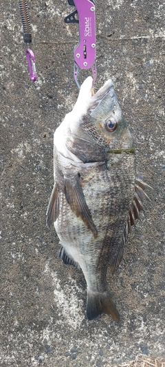 チヌの釣果