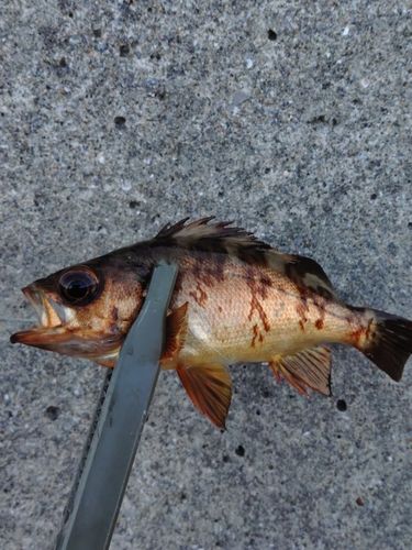 アカメバルの釣果