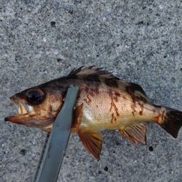アカメバル