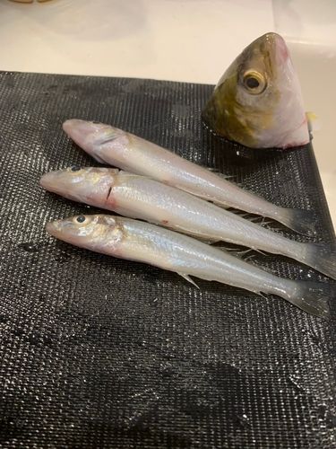キスの釣果