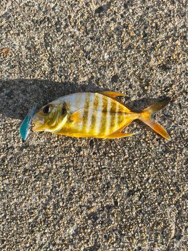 メッキの釣果