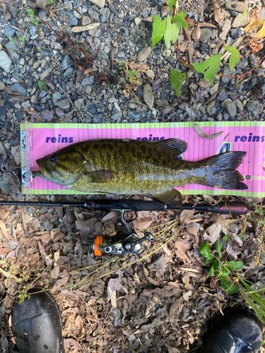 スモールマウスバスの釣果