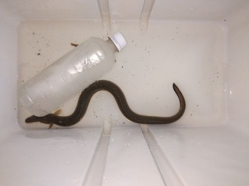 ウナギの釣果