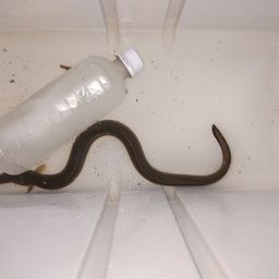 ウナギ