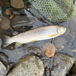 ブラウントラウト