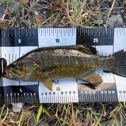 スモールマウスバス