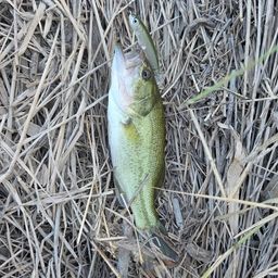 ラージマウスバス