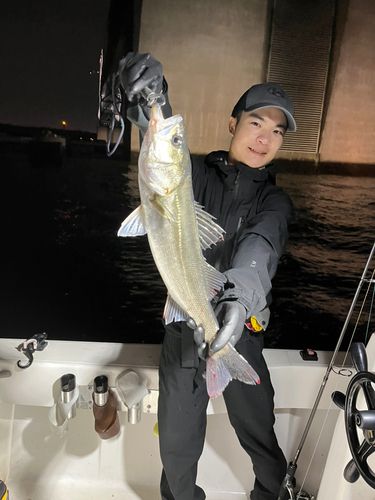 シーバスの釣果
