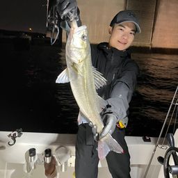 シーバス
