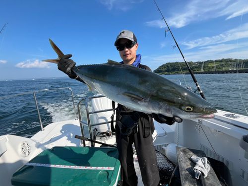 ブリの釣果
