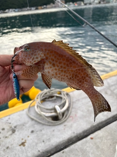 オオモンハタの釣果