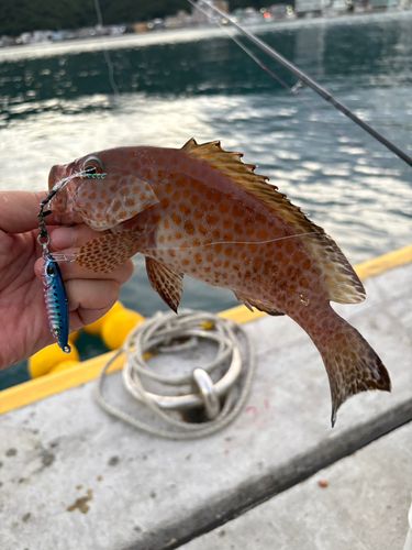 オオモンハタの釣果