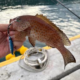 オオモンハタ