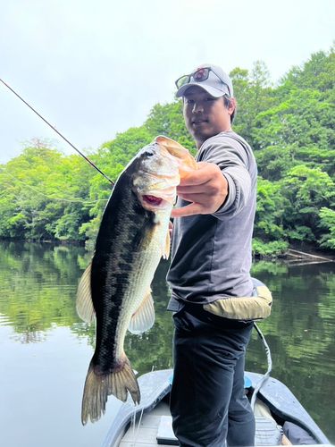 ブラックバスの釣果