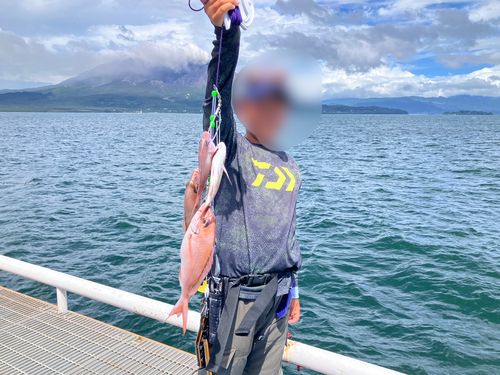 マダイの釣果