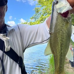 ラージマウスバス