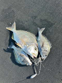 ヘダイの釣果