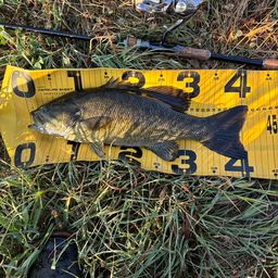 スモールマウスバス