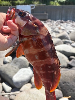 アカハタの釣果