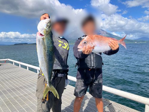 ヒラマサの釣果