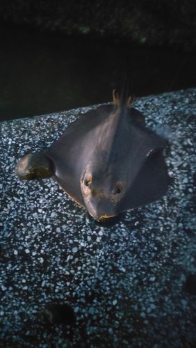 アカエイの釣果