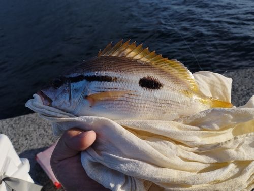 ヨコスジフエダイの釣果