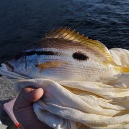 ヨコスジフエダイ