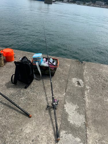 タイの釣果