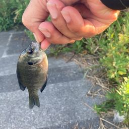 スモールマウスバス