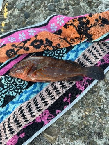 キジハタの釣果