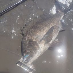 クロダイ