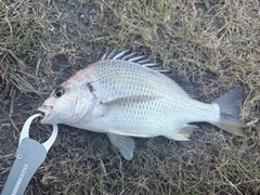 キビレの釣果