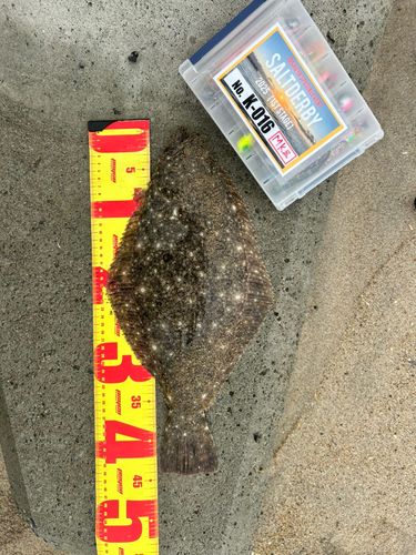 ヒラメの釣果