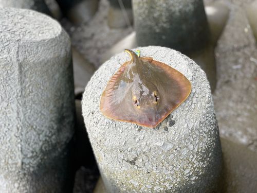 アカエイの釣果