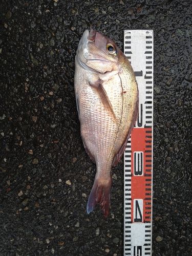 マダイの釣果