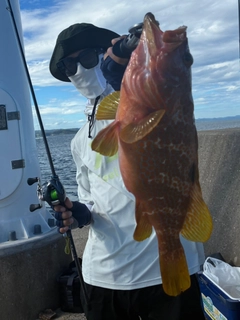アコウの釣果