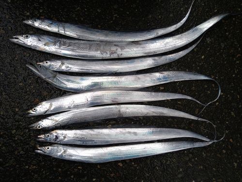 タチウオの釣果