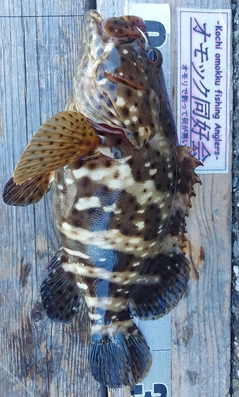 ヤイトハタの釣果