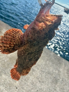 オニカサゴの釣果