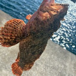 オニカサゴ