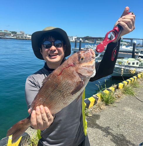 マダイの釣果